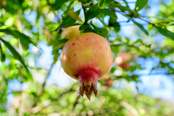 Jeden Mały Surowy Owoc Granatu Zielone Liście Dużym Drzewie Bezpośrednim — Zdjęcie stockowe