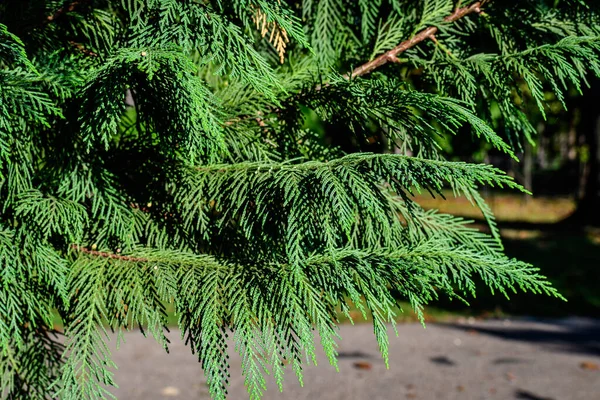 Thuja Kozalaklı Ağaçlarının Pek Çok Küçük Yeşil Yaprağı Güneşli Bir — Stok fotoğraf