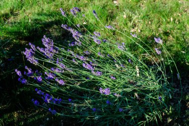 İngiltere, İskoçya 'da güneşli bir yaz gününde birçok küçük mavi lavanta çiçeği seçici bir odak noktası, güzel bir açık hava çiçek arka planıyla