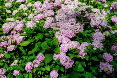 Geniş pembe ortanca macrophylla ya da çiçek saksısında çiçek açan hortensiya çalısı, arka planda güneşli bir yaz gününde bir bahçede taze yeşil yapraklar var.