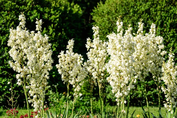 Viele Zarte Weiße Blüten Der Yucca Pflanze Allgemein Bekannt Als — Stockfoto
