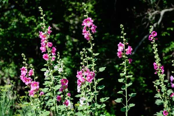 Nombreuses Fleurs Délicates Magenta Rose Althaea Officinalis Plante Communément Connu — Photo