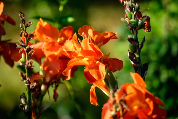 Orange Flowers Canna Indica Commonly Known Indian Shot African Arrowroot — Stock Photo, Image