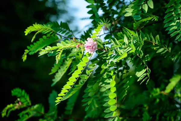 Розовые Цветы Robinia Pseudoacacacia Широко Известный Черная Саранча Зеленые Листья — стоковое фото