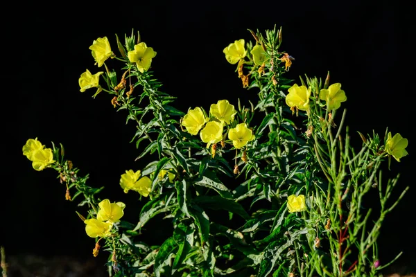 Birçok Canlı Sarı Çiçekler Oenothera Bitkisinin Yeşil Yaprakları Genellikle Akşam — Stok fotoğraf