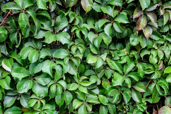 Pozadí Mnoha Velkými Zelenými Listy Rostliny Parthenocissus Quinquefolia Známé Jako — Stock fotografie