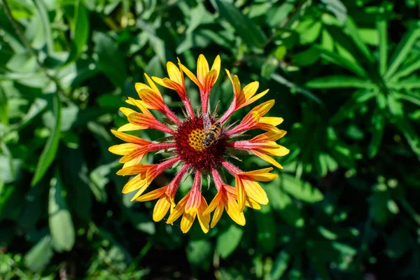 Levande Gul Och Röd Gaillardia Blomma Allmänt Känd Som Filt — Stockfoto