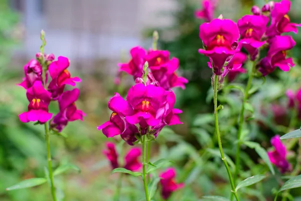 Many Pink Magenta Dragon Flowers Snapdragons Antirrhinum Sunny Spring Garden — Stock Photo, Image