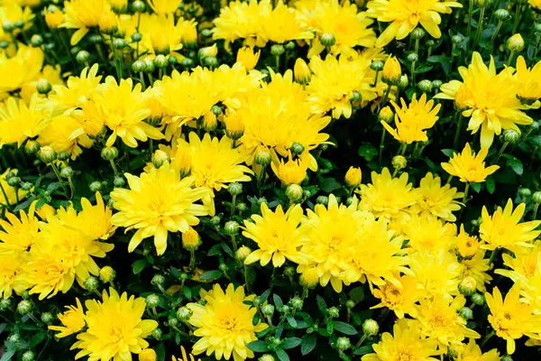 在一个阳光明媚的秋天里 在花园里紧挨着许多生机勃勃的黄色菊花 从上面看 — 图库照片
