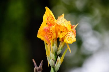 Canna indica 'nın canlı sarı çiçekleri, genellikle kızılderili iğnesi olarak bilinir, Afrika armut kökü, yenilebilir kanna, mor ok kökü veya Sierra Leone ok kökü, yumuşak odak noktasında, güneşli bir yaz gününde, bir bahçede