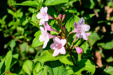 Narin beyaz Weigela Florida bitkisine yakın güneşli bir bahar günü bahçesinde çiçeklerle dolu güzel bir açık hava çiçekli arka planda yumuşak bir odak ile fotoğraflanmış.