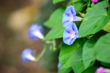 Bir çok narin açık mavi sabah çiçeği güneşli bir yaz bahçesinde bir bahçede, açık hava çiçekli arka planda yumuşak bir odak ile fotoğraflanmış.