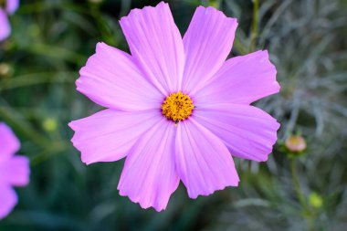 Güneşli bir yaz gününde, İngiliz kır evi tarzında bir bahçede, Cosmos 'un narin pembe çiçekleri, açık hava çiçekleri, yumuşak odak ile çekilmiş fotografları.