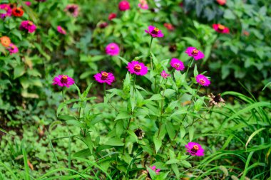 Bulanık yeşil arka planda çiçek açmış bir sürü güzel pembe zinya çiçeğini kapat, güneşli bir yaz gününde bahçedeki yumuşak bir odak ile fotoğraflanmış.