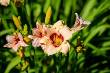 Hemerocallis Lilium ya da Lily 'nin canlı turuncu çiçekleri, güneşli bir yaz gününde İngiliz kır evlerinin bahçesinde yetişir. Açık hava çiçeklerinin arka planında yumuşak bir odak ile çekilir.