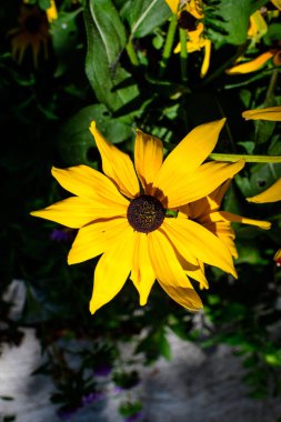 Rudbeckia 'nın sarı çiçekleri, genellikle koni çiçekleri ya da siyah gözlü susanlar olarak bilinir, güneşli bir yaz bahçesinde, güzel bir açık hava çiçekli arka planda yumuşak bir odak ile fotoğraflanmıştır.