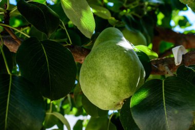 Güneşli bir yaz gününde, bir meyve bahçesinde, ağaçta yeşil yapraklı küçük bir çiğ armut seçici bir odak ile çekilmiş güzel bir açık hava çiçekli arka plan.