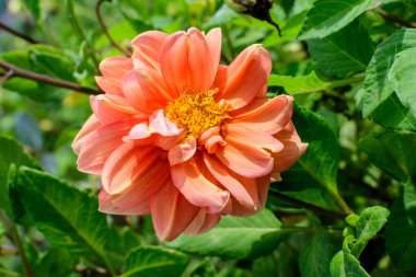 Bulanık yeşil arka planda tam çiçek açmış, güneşli bir yaz günü bahçesinde yumuşak bir odak ile fotoğraflanmış güzel, büyük, canlı bir portakal çiçeği.