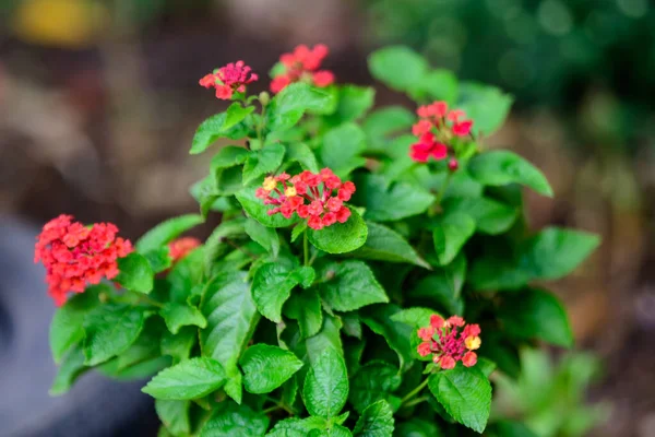 Deux Fleurs Rouges Roses Vives Verbenas Lantanas Dans Pot Jardin — Photo