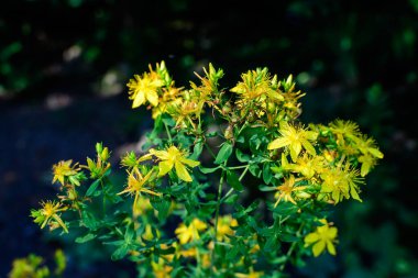 Hypericum Performans bitkisinin pek çok narin sarı çiçeği.