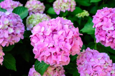 Magenta pembe ortanca macrophylla ya da çiçek saksısında çiçek açan hortensiya çalısı, arka planda güneşli bir yaz gününde, bir bahçede taze yeşil yapraklar var.