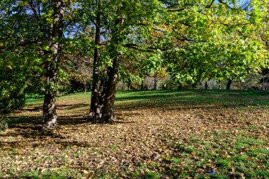 Romanya 'nın Bükreş kentindeki Circus Park' ta (Parcul Circului) kurumuş yeşil, sarı, turuncu ve kahverengi yapraklı büyük ağaçlı sonbahar manzarası güneşli bir günde