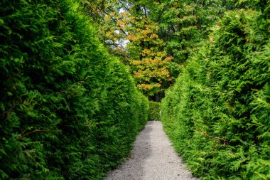 Çitlerde ya da güneşli bahar bahçelerinde yetişen çalılar gibi büyüyen bir çok yeşil yaprağın dokulu doğal arkaplanı.
