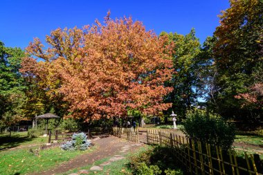 Bükreş 'teki Herastrau Park' tan güneşli bir sonbahar gününde Japon Bahçesi 'ndeki meşe ağaçlarının dallarında büyük kırmızı ve turuncu yapraklara sahip minimalist tek renkli arka plan