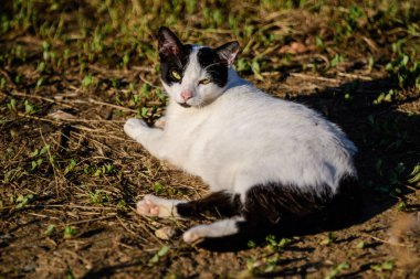 Arka planda yeşil bulanık arka planı olan bir sokak kedisi.