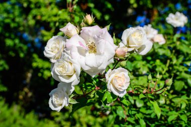Güneşli bir yaz gününde, bahçesinde bir sürü narin beyaz gül ve yeşil yaprakları olan büyük çalılar, güzel açık hava çiçekli arka plan, yumuşak odak ile fotoğraflanmış.