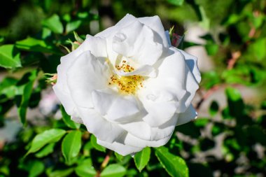 Güneşli bir yaz gününde, bahçedeki narin beyaz bir gül ve yeşil yapraklar, güzel bir açık hava çiçekli arka plan, yumuşak bir odak ile fotoğraflanmış.