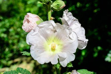 Althaea officinalis bitkisinin birçok narin beyaz çiçeği, genellikle bir İngiliz kır evinin bahçesinde marsh-mallow olarak bilinir güneşli bir yaz gününde, güzel bir açık hava çiçek arka planında