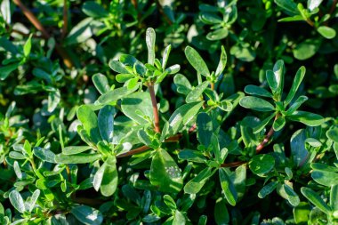 Portekiz oleracea bitkisinin pek çok canlı yeşil yaprakları, genellikle purslane, ördek otu, küçük yaban otları veya pursley olarak bilinir, güneşli bir yaz gününde bir bahçede, güzel bir açık hava çiçekli arka planda.