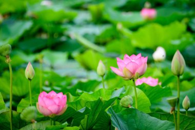Narin pembe ve beyaz nilüfer çiçekleri (Nymphaeaceae) yaz bahçesinde bir su yüzeyinde tam çiçek ve yeşil yapraklar içinde, açık hava çiçekli arka planda yumuşak odak ile fotoğraflanmıştır.