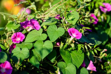 Ipomoea purpurea 'nın pek çok narin açık mavi çiçeği, genellikle güneşli bir yaz gününde bir bahçede sıradan bir sabah zaferi olarak bilinir, güzel bir açık hava çiçekli arka plan