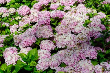 Geniş pembe ortanca macrophylla ya da çiçek saksısında çiçek açan hortensiya çalısı, arka planda güneşli bir yaz gününde bir bahçede taze yeşil yapraklar var.