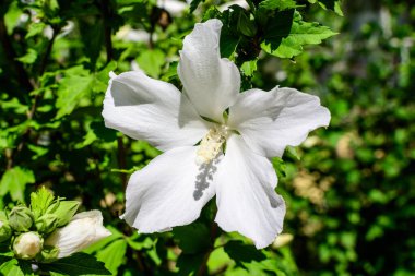 Yaygın olarak Kore gülü, Sharon gülü, Suriye ketemi, althea veya gül tohumu olarak bilinen beyaz bir çiçek, güneşli bir yaz gününde bir bahçede.
