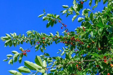 Olgun, taze kırmızı kirazlar ve yeşil yapraklar, güneşli bir yaz gününde bahçedeki bir ağaç bahçesinde, güzel bir açık hava arka planında, yumuşak bir odak ile çekilmiş.
