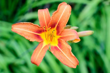 Lilium ya da Lily 'nin pek çok küçük turuncu çiçeği, güneşli bir yaz gününde İngiliz kır evlerinin bahçesinde çiçek yetiştirir. Açık hava çiçeklerinin arka planında, yumuşak bir odak noktasıyla çekilir.