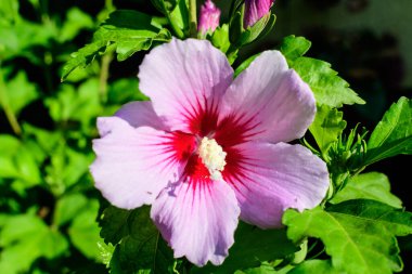 Cornus kousa ağacının pembe narin çiçeği, genel olarak ousa, kousa, Çin, Kore ve Japon odun ağacı olarak bilinir, ve güneşli bir bahar gününde bahçedeki yeşil yapraklar, güzel bir açık hava çiçek arkaplanı.