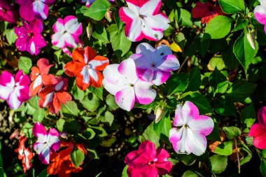 Canlı kırmızı, pembe ve beyaz impatiens Walleriana çiçekleri güneşli bir yaz bahçesinde, güzel bir açık hava çiçekli arka plan yumuşak odaklı fotoğraflanmış