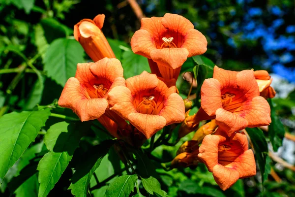 Wiele Żywych Pomarańczowych Czerwonych Kwiatów Zielonych Liści Campsis Radykałów Roślin — Zdjęcie stockowe