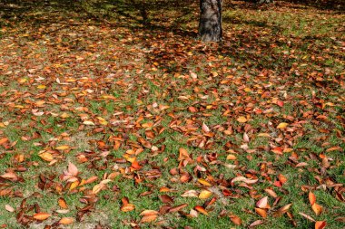 Minimalist tek renkli arka plan. Güneşli bir sonbahar gününde, parktaki yeşil çimlerin üzerinde büyük kırmızı ve turuncu yapraklar ve küçük çiçekler.