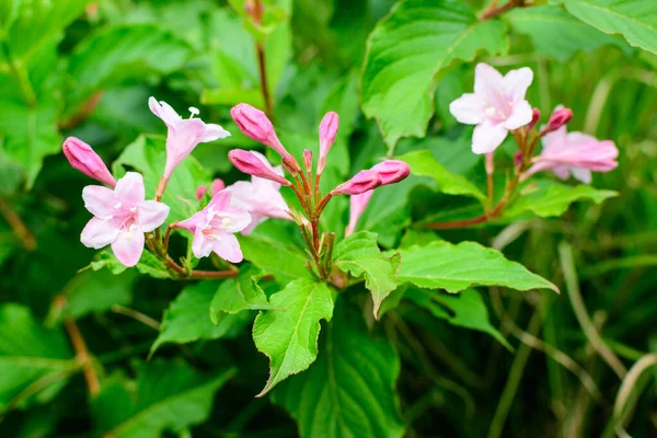 Many light pink flowers of Weigela florida plant with flowers in full bloom in a garden in a sunny spring day, beautiful outdoor floral background photographed with soft focus