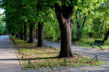 Romanya 'nın Bükreş kentindeki Herastrau Parkı' nda güneşli bir sonbahar gününde geniş yeşil ağaçlar ve uzun yürüyüş yollarıyla manzara