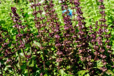 Güneşli bir yaz bahçesinde kırmızı fesleğen yaprakları ve çiçekler. Yumuşak odaklanarak çekilmiş sağlıklı vejetaryen otlar.
