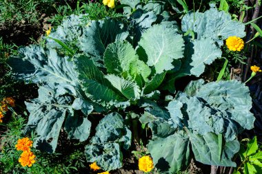 Büyük yeşil lahana grubu organik bir bahçede, yağmurlu bir yaz gününde küçük su damlaları ile, güzel açık havada tek renkli arka planda yumuşak odak ile fotoğraflanmış.
