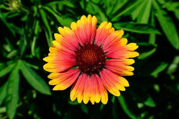 One Vivid Yellow Red Gaillardia Flower Common Known Blanket Flower — Stock Photo, Image