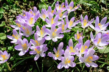 Mavi crocus bahar çiçeklerine yakın güneşli bir günde bir bahçede çiçek açmış, güzel bir açık hava çiçekli arka plan.