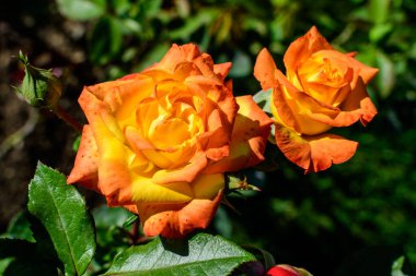 İki büyük ve narin turuncu gül yaz bahçesinde çiçek açıyor, doğrudan güneş ışığında, arka planda bulanık yeşil yapraklar var.